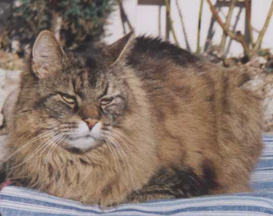 Felix 1981-1997